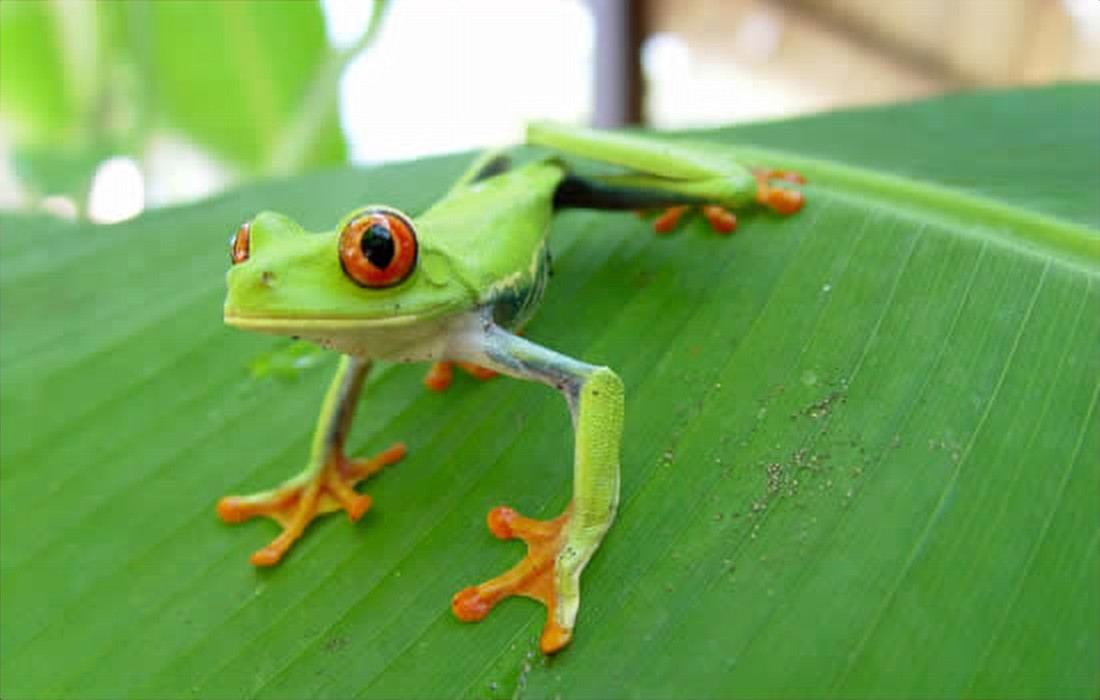 Red-eyed tree frog on a leaf in the Costa Rican rainforest