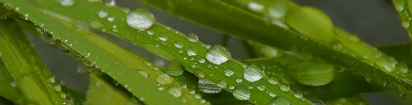 Water drops on a green leaf, eco friendly services for a sustainable future