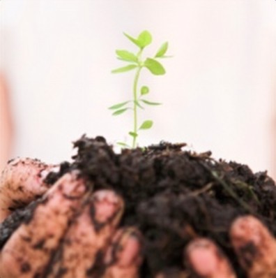 Seedling sprouting from rich soil on an organic farm