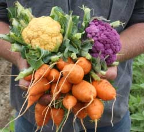 Freshly harvested organic carrots and cauliflower from a Costa Rica garden