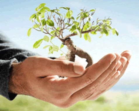 Hands holding soil and a young tree, reforestation carbon credits