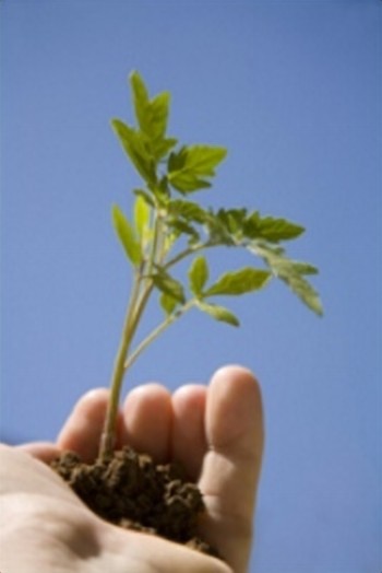 Young tree seedling ready for planting