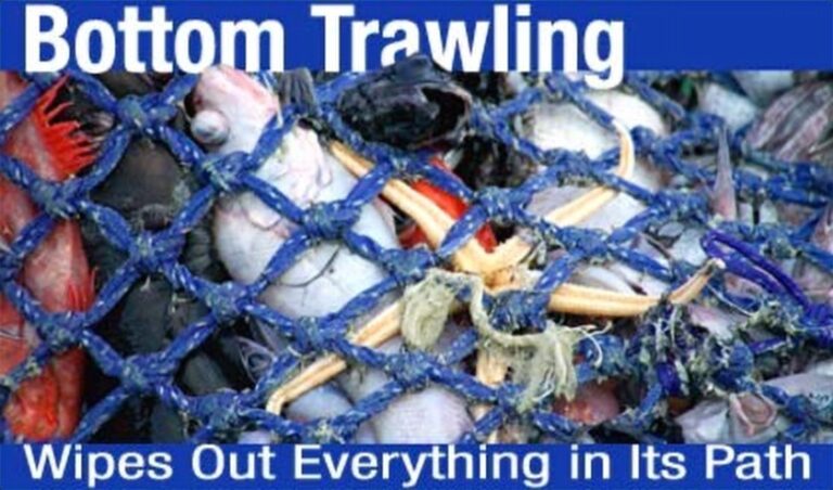 Bottom trawling net on the sea floor, a fishing practice banned in Costa Rica