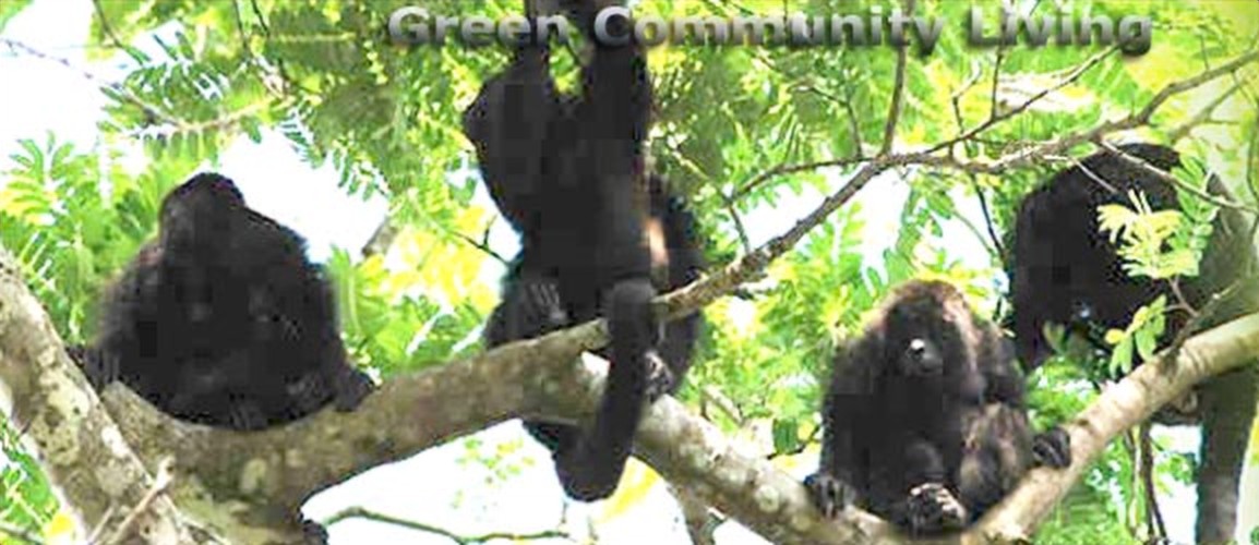 Monkey in the rainforest canopy on a Costa Rica eco tourism tour
