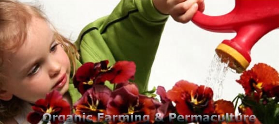 Organic farming and permaculture growing in Costa Rica