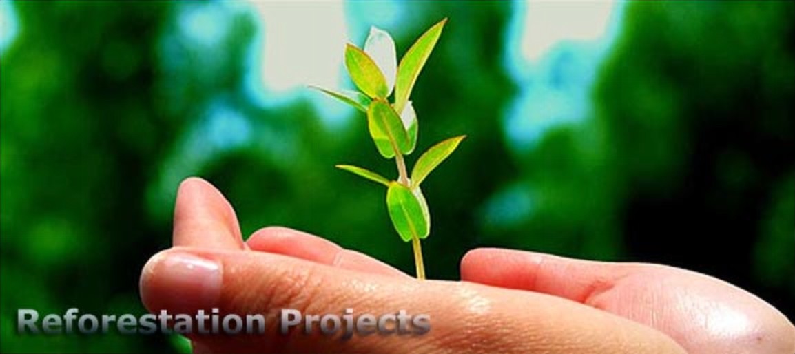 Hands holding a seedling for a Costa Rica reforestation project