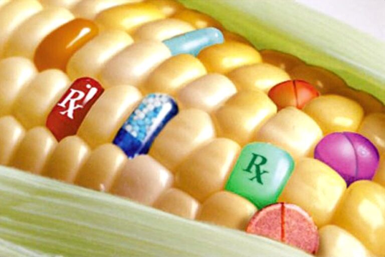 Ear of corn with pills in place of kernels, illustrating genetically modified food